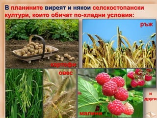 В планините виреят и някои селскостопански
култури, които обичат по-хладни условия:
картофи
ръж
овес
малини
и
други
 