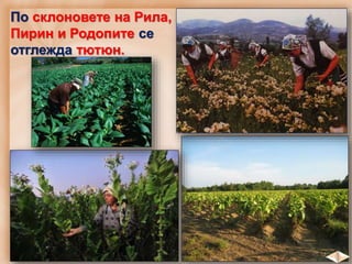 По склоновете на Рила,
Пирин и Родопите се
отглежда тютюн.
 