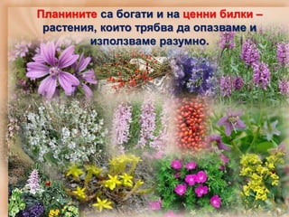 Планините са богати и на ценни билки –
растения, които трябва да опазваме и
използваме разумно.
 