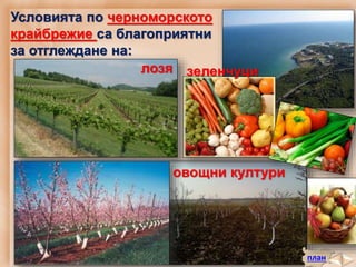 Условията по черноморското
крайбрежие са благоприятни
за отглеждане на:
план
лозя
овощни култури
зеленчуци
 