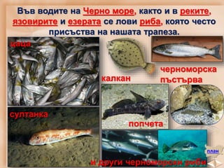 Във водите на Черно море, както и в реките,
язовирите и езерата се лови риба, която често
присъства на нашата трапеза.
цаца
султанка
калкан
черноморска
пъстърва
попчета
и други черноморски риби
план
 