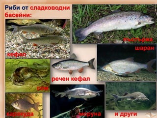Риби от сладководни
басейни:
пъстърва
кефал
сом
шаран
речен кефал
каракуда моруна и други
 