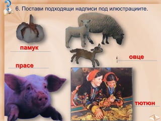 6. Постави подходящи надписи под илюстрациите.
памук
прасе
овце
тютюн
 