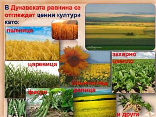 В Дунавската равнина се
отглеждат ценни култури
като:
пшеница
царевица
захарно
цвекло
фасул рапица
и други
слънчоглед
 