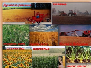 Жътва в Добруджанеузряло жито
Дунавска равнина засяване
узряло жито
слънчоглед царевица
захарно цвекло
 