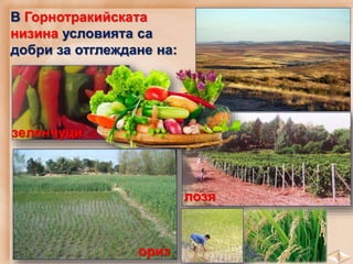 В Горнотракийската
низина условията са
добри за отглеждане на:
зеленчуци
лозя
ориз
 