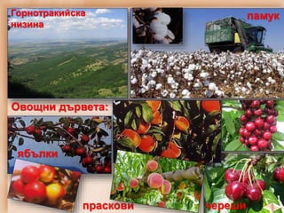Горнотракийска
низина
памук
Овощни дървета:
ябълки
праскови череши
 