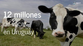 12 millones
de vacas
en Uruguay
 