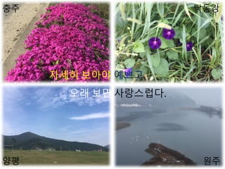 충주 낙동강
양평 원주
자세히 보아야 예쁘고
오래 보면 사랑스럽다.
 