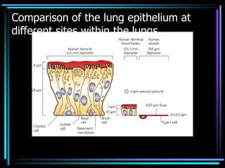 Comparison of the lung epithelium at
different sites within the lungs
 