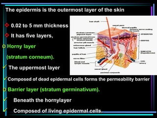 The epidermis is the outermost layer of the skin
 0.02 to 5 mm thickness
 It has five layers,
o Barrier layer (stratum germinativum).
 Beneath the hornylayer
 Composed of living epidermal cells.
o Horny layer
(stratum corneum).
 The uppermost layer
Composed of dead epidermal cells forms the permeability barrier
 