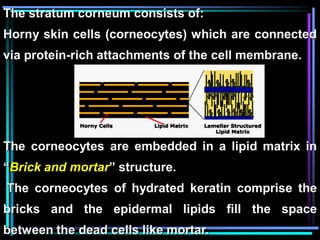 The stratum corneum consists of:
Horny skin cells (corneocytes) which are connected
via protein-rich attachments of the cell membrane.
The corneocytes are embedded in a lipid matrix in
“Brick and mortar” structure.
The corneocytes of hydrated keratin comprise the
bricks and the epidermal lipids fill the space
between the dead cells like mortar.
 