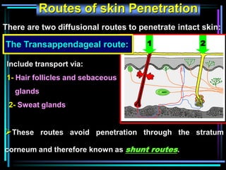 Routes of skin Penetration
Include transport via:
1- Hair follicles and sebaceous
glands
2- Sweat glands
1 2
These routes avoid penetration through the stratum
corneum and therefore known as shunt routes.
The Transappendageal route:
There are two diffusional routes to penetrate intact skin:
 
