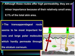 1 2
 Although these routes offer high permeability, they are of
minor importance because of their relatively small area,
0.1% of the total skin area.
The transappendageal route
seems to be most important for
ions and large polar molecules
which hardly permeate through
the stratum corneum.
 