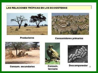 1.3.  ecosistemes
