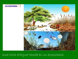 Una tolla d'aigua també és un ecosistema.
 