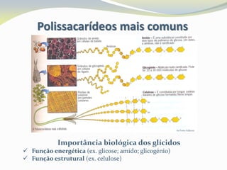 Polissacarídeos mais comuns
In Porto Editora
Importância biológica dos glícidos
 Função energética (ex. glicose; amido; glicogénio)
 Função estrutural (ex. celulose)
 