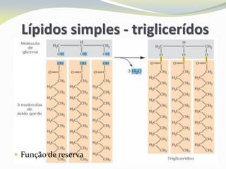 Lípidos simples - triglicerídos
 Função de reserva
 