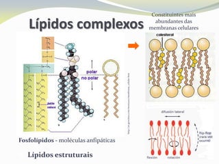 http://ar.geocities.com/moni2201/membrana_celular.htm
Fosfolípidos - moléculas anfipáticas
Constituintes mais
abundantes das
membranas celulares
 Lípidos estruturais
Lípidos complexos
 