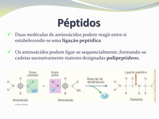 Péptidos
 Duas moléculas de aminoácidos podem reagir entre si
estabelecendo-se uma ligação peptídica
 Os aminoácidos podem ligar-se sequencialmente ,formando-se
cadeias sucessivamente maiores designadas polipeptídeos.
In Porto Editora
 