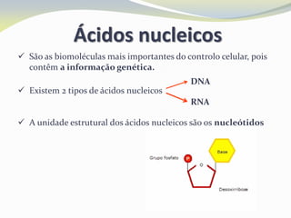 Ácidos nucleicos
 São as biomoléculas mais importantes do controlo celular, pois
contêm a informação genética.
 Existem 2 tipos de ácidos nucleicos
 A unidade estrutural dos ácidos nucleicos são os nucleótidos
DNA
RNA
 