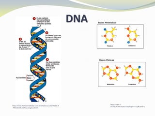 DNA
http://www.mundovestibular.com.br/articles/21/1/GENETICA
-MOLECULAR/Paacutegina1.html
http://www.e-
escola.pt/site/topico.asp?topico=224&canal=5
 