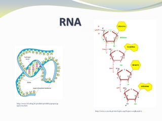 RNA
http://www.icb.ufmg.br/prodabi/prodabi3/grupos/gr
upo1/rna.htm
http://www.e-escola.pt/site/topico.asp?topico=225&canal=5
 