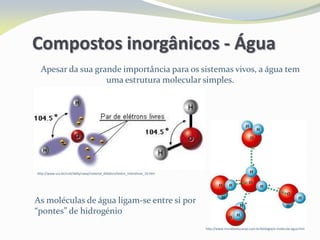 Compostos inorgânicos - Água
http://www.ucs.br/ccet/defq/naeq/material_didatico/textos_interativos_33.htm
Apesar da sua grande importância para os sistemas vivos, a água tem
uma estrutura molecular simples.
http://www.mundoeducacao.com.br/biologia/a-molecula-agua.htm
As moléculas de água ligam-se entre si por
“pontes” de hidrogénio
 