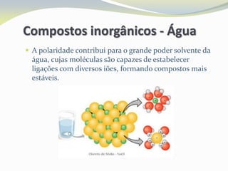 Compostos inorgânicos - Água
 A polaridade contribui para o grande poder solvente da
água, cujas moléculas são capazes de estabelecer
ligações com diversos iões, formando compostos mais
estáveis.
 