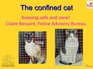 The confined cat Keeping safe and sane! Claire Bessant, Feline Advisory Bureau 