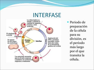 INTERFASE Periodo de preparación de la célula para su división, es el periodo más largo por el que transita la célula. 