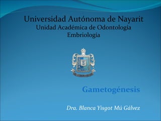Gametogénesis Dra. Blanca Yisgot Mú Gálvez Universidad Autónoma de Nayarit Unidad Académica de Odontología Embriología 