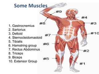 Human Movement System