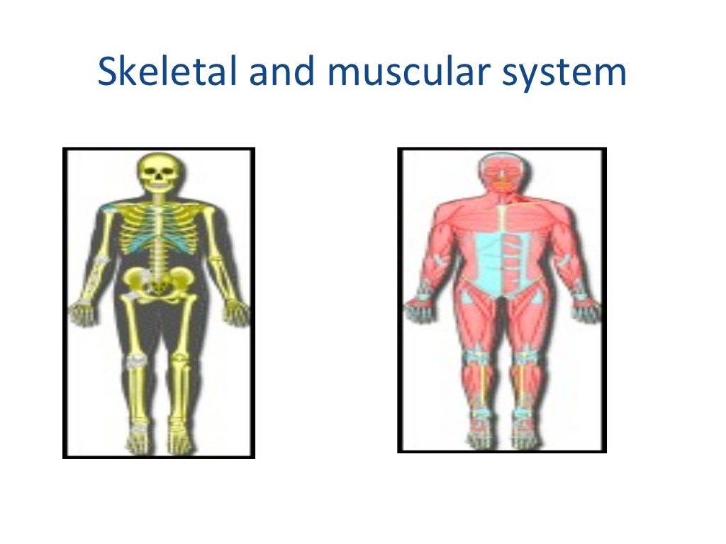 1.3 human movement system