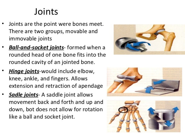 1.3 human movement system