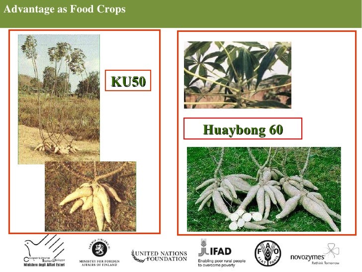 Session 1.3 Overview of potential of cassava as a food crop and as a