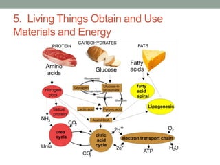 5. Living Things Obtain and Use 
Materials and Energy 
 