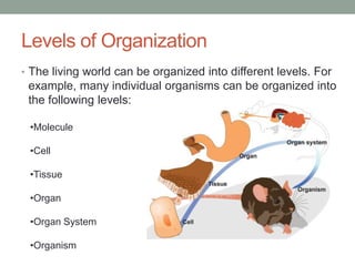 Levels of Organization 
• The living world can be organized into different levels. For 
example, many individual organisms can be organized into 
the following levels: 
•Molecule 
•Cell 
•Tissue 
•Organ 
•Organ System 
•Organism 
 