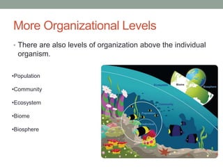 More Organizational Levels 
• There are also levels of organization above the individual 
organism. 
•Population 
•Community 
•Ecosystem 
•Biome 
•Biosphere 
 