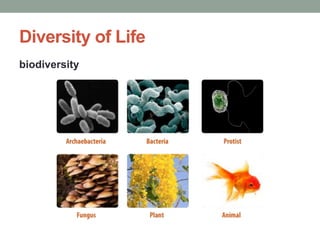 Diversity of Life 
biodiversity 
