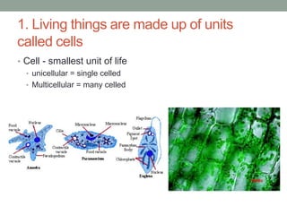 1. Living things are made up of units 
called cells 
• Cell - smallest unit of life 
• unicellular = single celled 
• Multicellular = many celled 
 