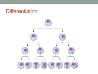 Differentiation 
 