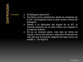 Conceptos  El diafragma sella la ATI
 Sus fibras corren radialmente, desde los márgenes de
la ATI, convergiendo hacia el gran tendón central del
diafragma.
 Debido a la oblicuidad del ángulo de la ATI, la
inserción posterior es un tanto inferior con respecto a
la inserción anterior.
 No es un músculo plano, más bien en forma de
cúpula, y forma dos domos a cada lado. El derecho es
más alto que el izquierdo, llegando tan lejos como a la
costilla V . Ver figura 6.
4-Figura diafragma
 