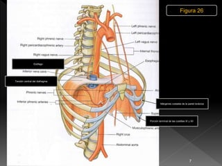 7
Figura 26
Esófago
Márgenes costales de la pared torácica
Porción terminal de las costillas XI y XII
Tendón central del diafragma
 