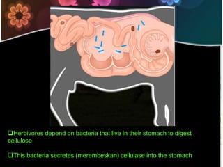 Herbivores depend on bacteria that live in their stomach to digest cellulose