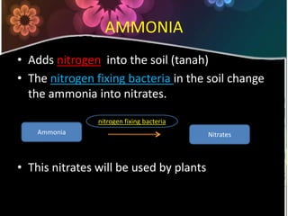 AMMONIAAdds nitrogen  into the soil (tanah)The nitrogen fixing bacteria in the soil change the ammonia into nitrates.This nitrates will be used by plantsnitrogen fixing bacteriaAmmonia Nitrates 