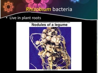 RhizobiumbacteriaLive in plant roots