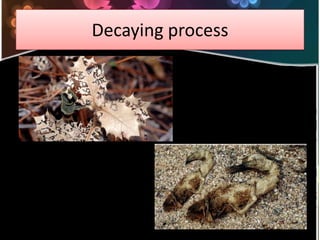 Decayingprocess