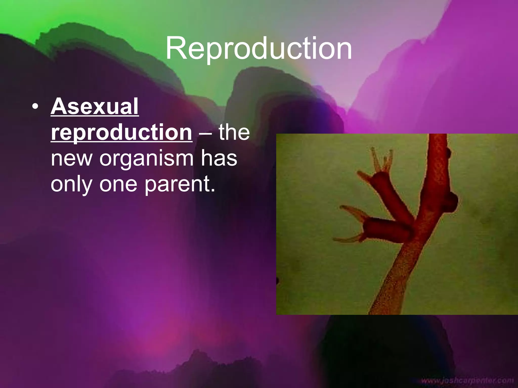 Reproduction Asexual reproduction  – the new organism has only one parent. 