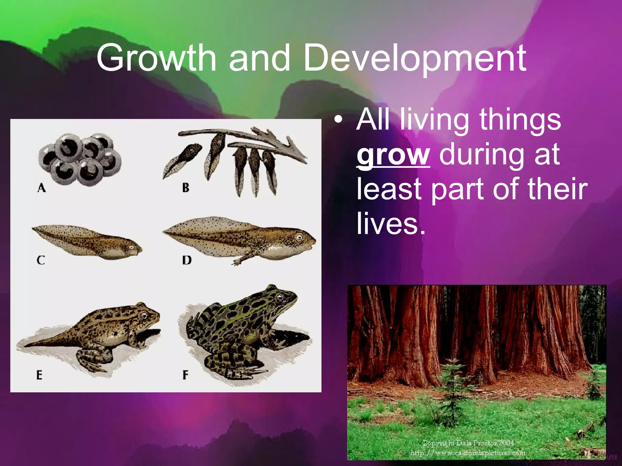 Growth and Development All living things  grow  during at least part of their lives. 